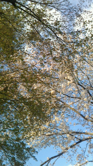 桜と新緑